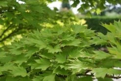 Japanse Esdoorn (Acer Shirasawanum 'Aureum') -Aanbiedingen Groene Hekken Winkel acer shirasawanum aureum 2 1
