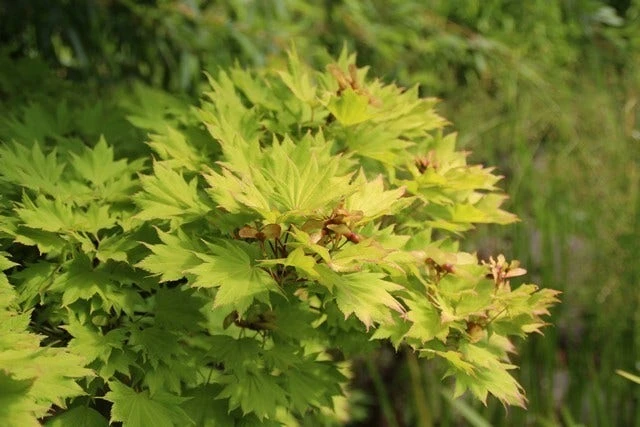 Japanse Esdoorn (Acer Shirasawanum 'Aureum') 8 Japanse Esdoorn (Acer Shirasawanum 'Aureum') - Afbeelding 6