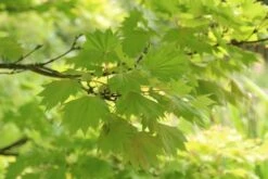 Japanse Esdoorn (Acer Shirasawanum 'Aureum') -Aanbiedingen Groene Hekken Winkel acer shirasawanum aureum 4 2