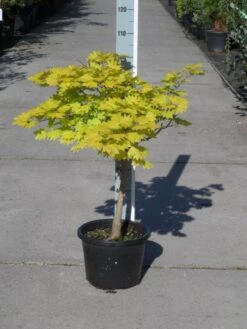 Japanse Esdoorn (Acer Shirasawanum 'Aureum') 21 Japanse Esdoorn (Acer Shirasawanum 'Aureum') -Aanbiedingen Groene Hekken Winkel acer shirasawanum aureum c12