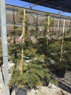 Japanse Esdoorn (Acer Palmatum 'Viridis') -Aanbiedingen Groene Hekken Winkel acer verdi palm. diss. viridis 150 175