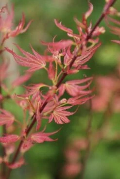 Japanse Esdoorn (Acer Palmatum 'Wilson's Pink Dwarf') -Aanbiedingen Groene Hekken Winkel acer wilsons pink dwarf 1