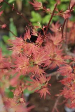 Japanse Esdoorn (Acer Palmatum 'Wilson's Pink Dwarf') -Aanbiedingen Groene Hekken Winkel acer wilsons pink dwarf 3 1