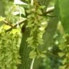 Slangenbast Esdoorn Als Boom (Acer Capillipes)
