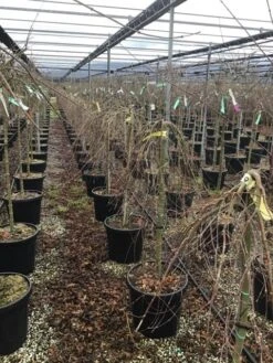 Japanse Esdoorn Op Stam (Acer Palmatum 'Ryusen') -Aanbiedingen Groene Hekken Winkel acerryusen01