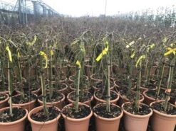 Japanse Esdoorn Op Stam (Acer Palmatum 'Ryusen') -Aanbiedingen Groene Hekken Winkel acerryusen02