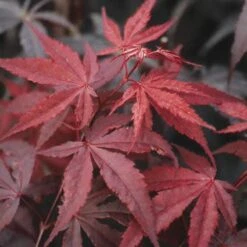 Japanse Esdoorn (Acer Palmatum 'Atropurpureum') -Aanbiedingen Groene Hekken Winkel acpatrop 9 1