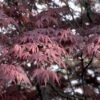 Japanse Esdoorn (Acer Palmatum 'Bloodgood') -Aanbiedingen Groene Hekken Winkel acpblood 12 1