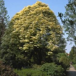 Bonte Bolesdoorn (Acer Pseudoplatanus 'Brilliantissimum') -Aanbiedingen Groene Hekken Winkel acpbrill 7