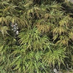 Japanse Esdoorn (Acer Palmatum 'Dissectum') -Aanbiedingen Groene Hekken Winkel acpdisse 11