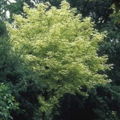 Bonte Esdoorn (Acer Platanoides 'Drummondii') 7 Bonte Esdoorn (Acer Platanoides 'Drummondii') -Aanbiedingen Groene Hekken Winkel acpdrumm 11 1