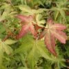 Japanse Esdoorn (Acer Palmatum 'Katsura') -Aanbiedingen Groene Hekken Winkel acpkatsu 1