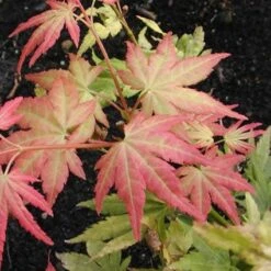 Japanse Esdoorn (Acer Palmatum 'Orange Dream') -Aanbiedingen Groene Hekken Winkel acpodrea 4