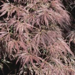 Japanse Esdoorn (Acer Palmatum 'Ornatum') -Aanbiedingen Groene Hekken Winkel acpornat 11