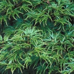Japanse Esdoorn (Acer Palmatum 'Seiryu') -Aanbiedingen Groene Hekken Winkel acpseiry 6 1