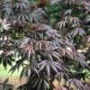 Japanse Esdoorn (Acer Palmatum 'Trompenburg') -Aanbiedingen Groene Hekken Winkel acptromp 5