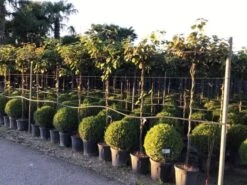 Kiwiplant Als Dakboom (Actinidia Chinensis) -Aanbiedingen Groene Hekken Winkel actinidia chinensis deliciosa dak