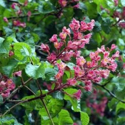 Kastanjeboom (Aesculus Carnea 'Briotii') -Aanbiedingen Groene Hekken Winkel aecbriot 13