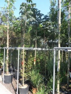 Kastanjeboom (Aesculus Carnea 'Briotii') -Aanbiedingen Groene Hekken Winkel aesculus carnea briottii 10 12ho cont