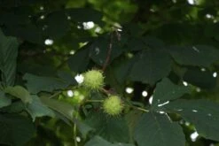 Witte Paardenkastanje (Aesculus Hippocastanum) -Aanbiedingen Groene Hekken Winkel aesculus hippocastanum 1 1