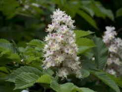 Witte Paardenkastanje (Aesculus Hippocastanum) -Aanbiedingen Groene Hekken Winkel aesculus hippocastanum hippocastanum 01