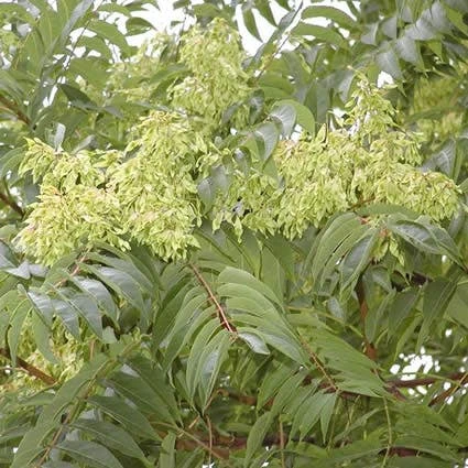 Hemelboom (Ailanthus Altissima) 4 Hemelboom (Ailanthus Altissima) - Afbeelding 2