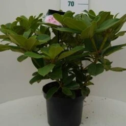 Rhododendron (Rhododendron 'Albert Schweitzer') -Aanbiedingen Groene Hekken Winkel albert schweitzer c7.5 voor