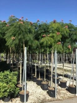 Perzische Slaapboom Op Stam (Albizia Julibrissin 'Ombrella' ) -Aanbiedingen Groene Hekken Winkel albizia jul. ombrella 10 12