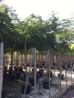 Perzische Slaapboom Op Stam (Albizia Julibrissin 'Ombrella' ) -Aanbiedingen Groene Hekken Winkel albizia jul. ombrella 14 16