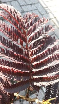 Perzische Slaapboom Als Boom (Albizia Julibrissin 'Summer Chocolate') -Aanbiedingen Groene Hekken Winkel albizia jul. summer chocolate 3