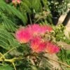 Perzische Slaapboom Als Struik (Albizia Julibrissin 'Ombrella') -Aanbiedingen Groene Hekken Winkel albizia julibr. ombrella