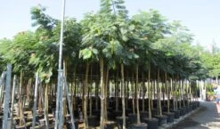 Perzische Slaapboom Op Stam (Albizia Julibrissin 'Ombrella' ) -Aanbiedingen Groene Hekken Winkel albizia julibrissin ombrella 10 12