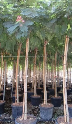 Perzische Slaapboom Op Stam (Albizia Julibrissin 'Ombrella' ) -Aanbiedingen Groene Hekken Winkel albizia julibrissin ombrella 10 12 1