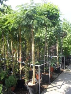 Perzische Slaapboom Op Stam (Albizia Julibrissin 'Ombrella' ) -Aanbiedingen Groene Hekken Winkel albizia julibrissin ombrella 10 12ho cont