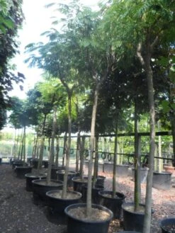 Perzische Slaapboom Op Stam (Albizia Julibrissin 'Ombrella' ) -Aanbiedingen Groene Hekken Winkel albizia julibrissin ombrella 20 25ho c285