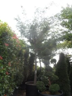 Perzische Slaapboom Op Stam (Albizia Julibrissin 'Ombrella' ) -Aanbiedingen Groene Hekken Winkel albizia julibrissin ombrella 40 45ho c1000