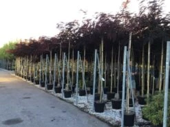 Perzische Slaapboom Als Boom (Albizia Julibrissin 'Summer Chocolate') -Aanbiedingen Groene Hekken Winkel albizia julibrissin summer chocolate r 10 12 1