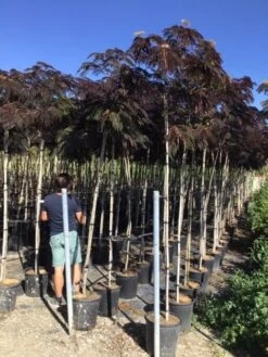 Perzische Slaapboom Als Boom (Albizia Julibrissin 'Summer Chocolate') -Aanbiedingen Groene Hekken Winkel albizia julibrissin summer chocolate r 8 10
