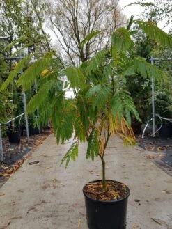 Perzische Slaapboom Als Struik (Albizia Julibrissin 'Ombrella') 11 Perzische Slaapboom Als Struik (Albizia Julibrissin 'Ombrella') -Aanbiedingen Groene Hekken Winkel albizia ombrella