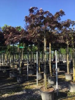 Perzische Slaapboom Als Boom (Albizia Julibrissin 'Summer Chocolate') -Aanbiedingen Groene Hekken Winkel albizia sumer chocolate 14 16