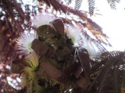 Perzische Slaapboom Als Boom (Albizia Julibrissin 'Summer Chocolate') -Aanbiedingen Groene Hekken Winkel albizia summer chocolate