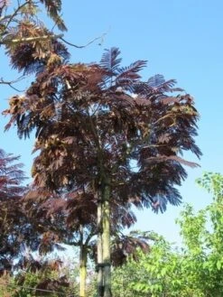 Perzische Slaapboom Als Boom (Albizia Julibrissin 'Summer Chocolate') -Aanbiedingen Groene Hekken Winkel albizia summer chocolate 2
