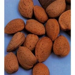 Amandelboom (Prunus Dulcis) -Aanbiedingen Groene Hekken Winkel amandelboom prunus dulcis robijn prunus dulcis robijn amandel 8f2