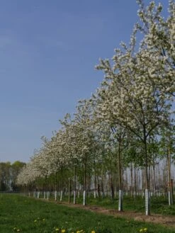 Krent Als Boom (Amelanchier Lamarckii) 9 Krent Als Boom (Amelanchier Lamarckii) -Aanbiedingen Groene Hekken Winkel amelanchier lamarckii s 18 20 25 bloesem 1