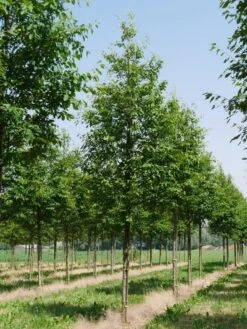 Krentenboom (Amelanchier Arborea 'Robin Hill') -Aanbiedingen Groene Hekken Winkel amelanchier arborea robin hill 25 30 oc 2 3