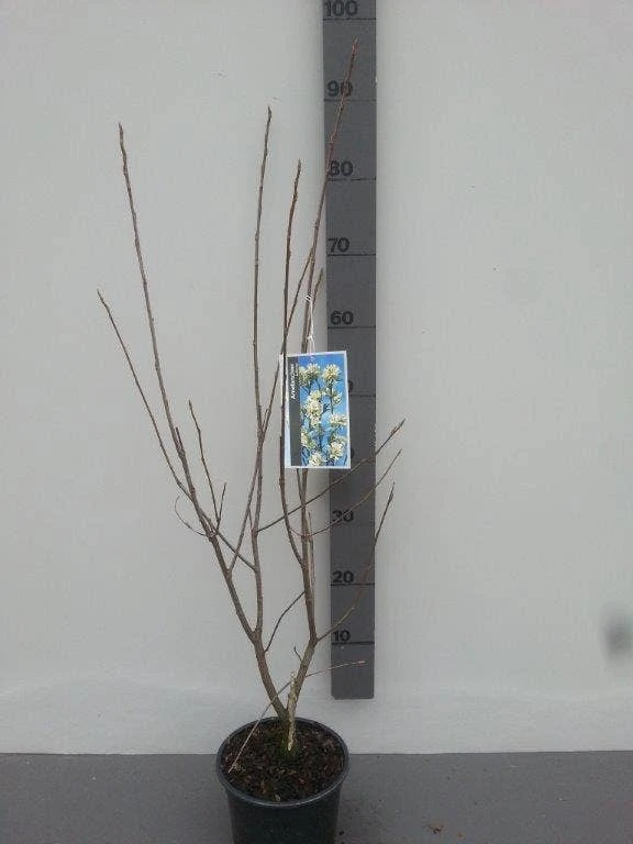 Krentenboom (Amelanchier Laevis 'Ballerina') 6 Krentenboom (Amelanchier Laevis 'Ballerina') - Afbeelding 4
