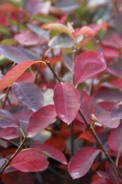 Krentenboom (Amelanchier Laevis 'Ballerina') 7 Krentenboom (Amelanchier Laevis 'Ballerina') -Aanbiedingen Groene Hekken Winkel amelanchier ballerina 2 1