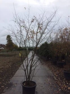 Krentenboom Als Struik (Amelanchier Lamarckii) -Aanbiedingen Groene Hekken Winkel amelanchier lamarckii
