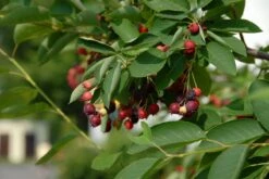 Krent Als Boom (Amelanchier Lamarckii) -Aanbiedingen Groene Hekken Winkel amelanchier lamarckii bessen