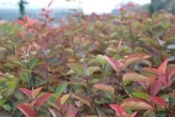 Krentenboom Als Struik (Amelanchier Lamarckii) -Aanbiedingen Groene Hekken Winkel amelanchier lamarckii 2 1